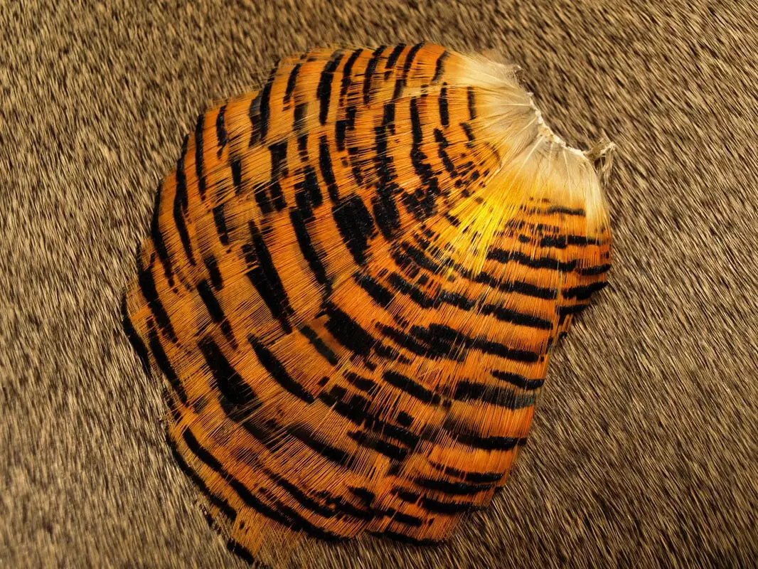 Nature's Spirit Golden Pheasant Tippet Section - Funky Fly Tying 4 Nature's Spirit Golden Pheasant Tippet Section - Funky Fly Tying - Image 2