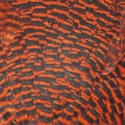 Chevron Grade 1 Complete Hen Saddle - Funky Fly Tying -Fly Tying Materials Sales Chevron Grade 1 Complete Hen Saddle Dyed Grizzly Hot Orange