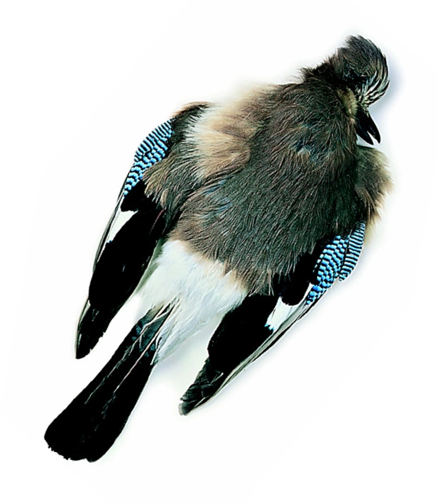 Chevron Jay Skin - Funky Fly Tying 3 Chevron Jay Skin - Funky Fly Tying