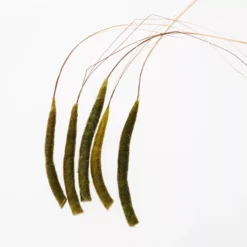 Funk Extended Mayfly Bodies (Large) - Funky Fly Tying