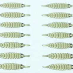 Hemingways Hemingway's Gammarus Backs - Funky Fly Tying -Fly Tying Materials Sales Hemingways Gammarus Backs Light Olive 1