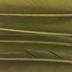 Nature's Spirit Duck Quills - Funky Fly Tying -Fly Tying Materials Sales Natures Spirit Duck Quills Dark Olive