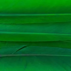 Nature's Spirit Duck Quills - Funky Fly Tying -Fly Tying Materials Sales Natures Spirit Duck Quills Green 1