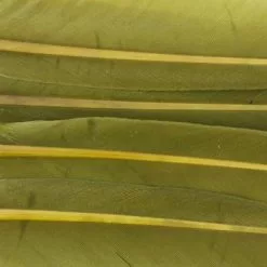 Nature's Spirit Duck Quills - Funky Fly Tying -Fly Tying Materials Sales Natures Spirit Duck Quills Olive 1