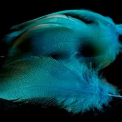 Nature's Spirit Dyed Bronze Mallard - Funky Fly Tying -Fly Tying Materials Sales Natures Spirit Dyed Bronze Mallard Fluo Blue