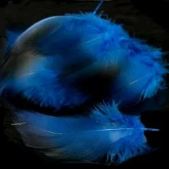 Nature's Spirit Dyed Bronze Mallard - Funky Fly Tying -Fly Tying Materials Sales Natures Spirit Dyed Bronze Mallard Royal Blue 1