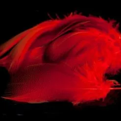 Nature's Spirit Dyed Bronze Mallard - Funky Fly Tying -Fly Tying Materials Sales Natures Spirit Dyed Bronze Mallard hot Orange 1