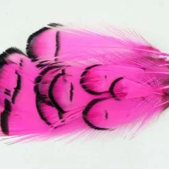 Nature's Spirit Lady Amherst Assorted Tippets Dyed - Funky Fly Tying -Fly Tying Materials Sales Natures Spirit Lady Amherst Assorted Tippets Dyed Fluo Hot Pink