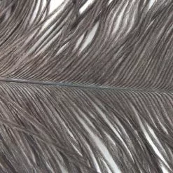 Nature's Spirit Ostrich Plumes 10"-12" - Funky Fly Tying -Fly Tying Materials Sales Natures Spirit Ostrich Plumes 10 12 Natural Grey