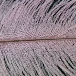 Nature's Spirit Ostrich Plumes 10"-12" - Funky Fly Tying -Fly Tying Materials Sales Natures Spirit Ostrich Plumes 10 12 Pink