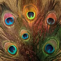 Nature's Spirit Peacock Sticks (Eye Plumes) - Funky Fly Tying