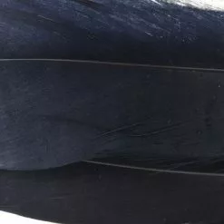 Nature's Spirit Select Goose Shoulder Feathers - Funky Fly Tying 50 Nature's Spirit Select Goose Shoulder Feathers - Funky Fly Tying -Fly Tying Materials Sales Natures Spirit Select Goose Shoulder Feathers Black