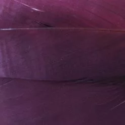 Nature's Spirit Select Goose Shoulder Feathers - Funky Fly Tying 49 Nature's Spirit Select Goose Shoulder Feathers - Funky Fly Tying -Fly Tying Materials Sales Natures Spirit Select Goose Shoulder Feathers Claret 1