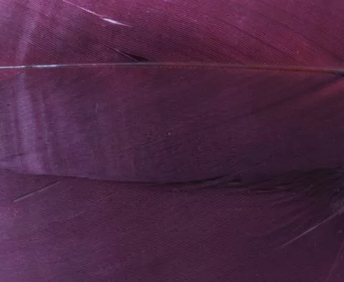 Nature's Spirit Select Goose Shoulder Feathers - Funky Fly Tying 20 Nature's Spirit Select Goose Shoulder Feathers - Funky Fly Tying - Image 18