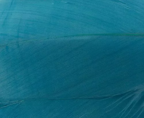 Nature's Spirit Select Goose Shoulder Feathers - Funky Fly Tying 16 Nature's Spirit Select Goose Shoulder Feathers - Funky Fly Tying - Image 14