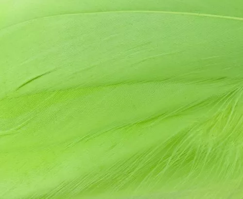 Nature's Spirit Select Goose Shoulder Feathers - Funky Fly Tying 14 Nature's Spirit Select Goose Shoulder Feathers - Funky Fly Tying - Image 12