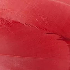 Nature's Spirit Select Goose Shoulder Feathers - Funky Fly Tying 40 Nature's Spirit Select Goose Shoulder Feathers - Funky Fly Tying -Fly Tying Materials Sales Natures Spirit Select Goose Shoulder Feathers Fluo Cherry Red