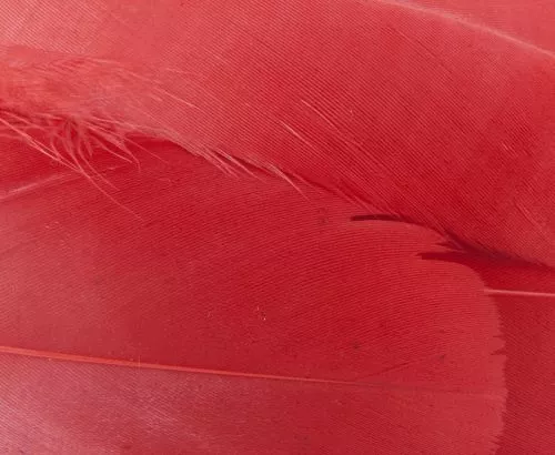 Nature's Spirit Select Goose Shoulder Feathers - Funky Fly Tying 11 Nature's Spirit Select Goose Shoulder Feathers - Funky Fly Tying - Image 9