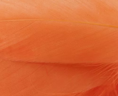 Nature's Spirit Select Goose Shoulder Feathers - Funky Fly Tying 8 Nature's Spirit Select Goose Shoulder Feathers - Funky Fly Tying - Image 6