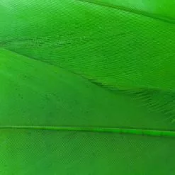 Nature's Spirit Select Goose Shoulder Feathers - Funky Fly Tying 61 Nature's Spirit Select Goose Shoulder Feathers - Funky Fly Tying -Fly Tying Materials Sales Natures Spirit Select Goose Shoulder Feathers Green 1