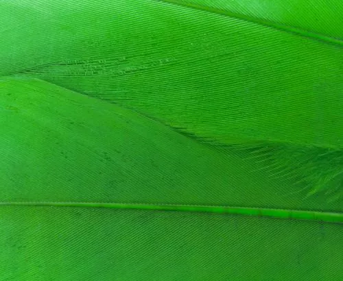 Nature's Spirit Select Goose Shoulder Feathers - Funky Fly Tying 32 Nature's Spirit Select Goose Shoulder Feathers - Funky Fly Tying - Image 30
