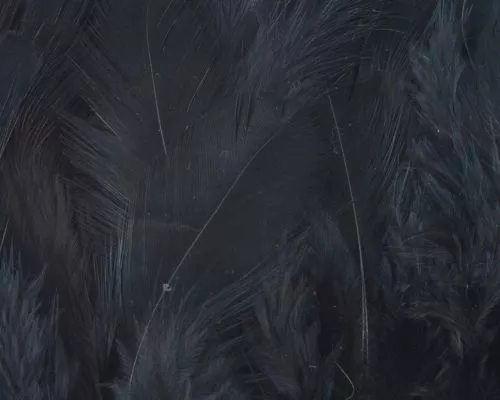 Nature's Spirit Select Grizzly Collaring Hackle (soft Hackle) - Funky Fly Tying 29 Nature's Spirit Select Grizzly Collaring Hackle (soft Hackle) - Funky Fly Tying - Image 28