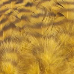 Nature's Spirit Select Grizzly Collaring Hackle (soft Hackle) - Funky Fly Tying 51 Nature's Spirit Select Grizzly Collaring Hackle (soft Hackle) - Funky Fly Tying -Fly Tying Materials Sales Natures Spirit Select Grizzly Collaring Hackle soft hackle Gold