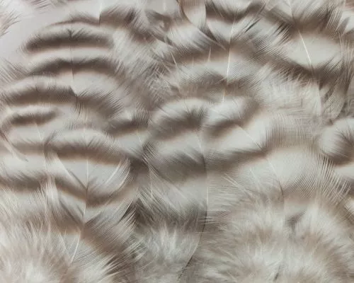 Nature's Spirit Select Grizzly Collaring Hackle (soft Hackle) - Funky Fly Tying 7 Nature's Spirit Select Grizzly Collaring Hackle (soft Hackle) - Funky Fly Tying - Image 6