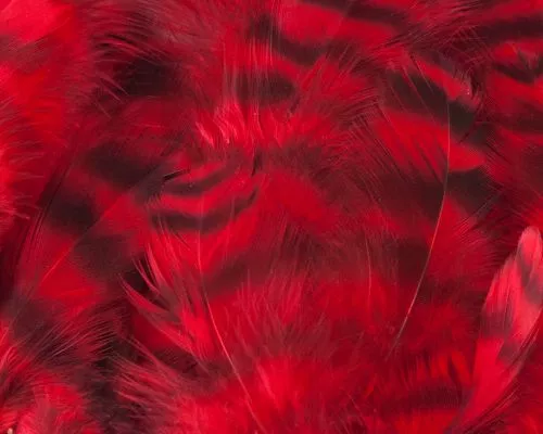 Nature's Spirit Select Grizzly Collaring Hackle (soft Hackle) - Funky Fly Tying 34 Nature's Spirit Select Grizzly Collaring Hackle (soft Hackle) - Funky Fly Tying - Image 33