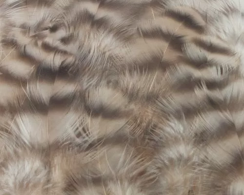 Nature's Spirit Select Grizzly Collaring Hackle (soft Hackle) - Funky Fly Tying 32 Nature's Spirit Select Grizzly Collaring Hackle (soft Hackle) - Funky Fly Tying - Image 31