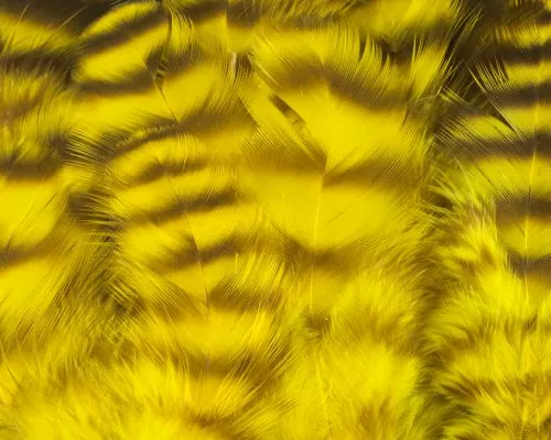 Nature's Spirit Select Grizzly Collaring Hackle (soft Hackle) - Funky Fly Tying 31 Nature's Spirit Select Grizzly Collaring Hackle (soft Hackle) - Funky Fly Tying - Image 30