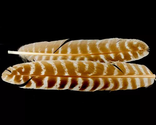 Nature's Spirit Select Ozark Barred Turkey Quills - Funky Fly Tying 4 Nature's Spirit Select Ozark Barred Turkey Quills - Funky Fly Tying - Image 2