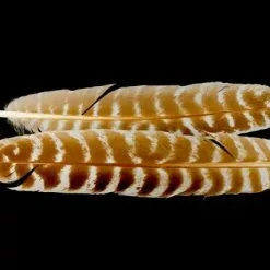 Nature's Spirit Select Ozark Barred Turkey Quills - Funky Fly Tying