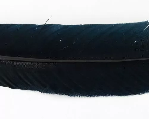 Nature's Spirit Select Ozark Barred Turkey Quills - Funky Fly Tying 11 Nature's Spirit Select Ozark Barred Turkey Quills - Funky Fly Tying - Image 9