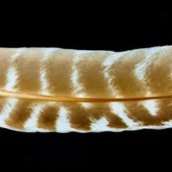 Nature's Spirit Select Ozark Barred Turkey Quills - Funky Fly Tying 23 Nature's Spirit Select Ozark Barred Turkey Quills - Funky Fly Tying -Fly Tying Materials Sales Natures Spirit Select Ozark Barred Turkey Quills Bleached 1