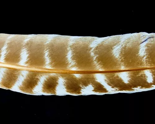 Nature's Spirit Select Ozark Barred Turkey Quills - Funky Fly Tying 9 Nature's Spirit Select Ozark Barred Turkey Quills - Funky Fly Tying - Image 7