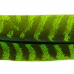 Nature's Spirit Select Ozark Barred Turkey Quills - Funky Fly Tying 21 Nature's Spirit Select Ozark Barred Turkey Quills - Funky Fly Tying -Fly Tying Materials Sales Natures Spirit Select Ozark Barred Turkey Quills Caddis Green 1