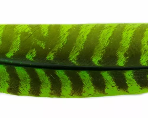 Nature's Spirit Select Ozark Barred Turkey Quills - Funky Fly Tying 8 Nature's Spirit Select Ozark Barred Turkey Quills - Funky Fly Tying - Image 6