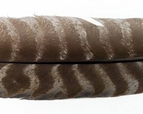 Nature's Spirit Select Ozark Barred Turkey Quills - Funky Fly Tying 15 Nature's Spirit Select Ozark Barred Turkey Quills - Funky Fly Tying - Image 13