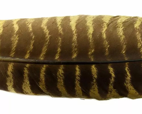 Nature's Spirit Select Ozark Barred Turkey Quills - Funky Fly Tying 6 Nature's Spirit Select Ozark Barred Turkey Quills - Funky Fly Tying - Image 4