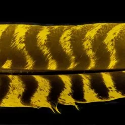 Nature's Spirit Select Ozark Barred Turkey Quills - Funky Fly Tying 27 Nature's Spirit Select Ozark Barred Turkey Quills - Funky Fly Tying -Fly Tying Materials Sales Natures Spirit Select Ozark Barred Turkey Quills Yellow 1