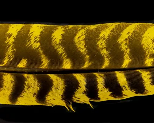 Nature's Spirit Select Ozark Barred Turkey Quills - Funky Fly Tying 14 Nature's Spirit Select Ozark Barred Turkey Quills - Funky Fly Tying - Image 12