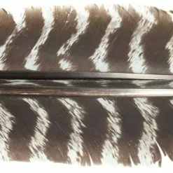 Nature's Spirit Select Wild Turkey Barred Biot Quills - Funky Fly Tying -Fly Tying Materials Sales Natures Spirit Select Wild Turkey Barred Biot Quills Muskrat Grey 1