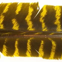 Nature's Spirit Select Wild Turkey Barred Biot Quills - Funky Fly Tying -Fly Tying Materials Sales Natures Spirit Select Wild Turkey Barred Biot Quills yellow 1
