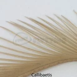 Nature's Spirit Stripped Goose Biots - Funky Fly Tying -Fly Tying Materials Sales Natures Spirit Stripped Goose Biots Callibaetis 1