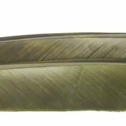 Nature's Spirit Turkey Biot Quills - Funky Fly Tying -Fly Tying Materials Sales Natures Spirit Turkey Biot Quills Baetis 1