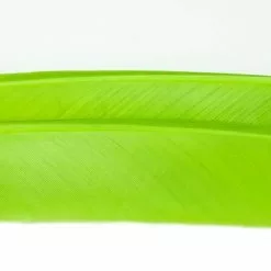 Nature's Spirit Turkey Biot Quills - Funky Fly Tying -Fly Tying Materials Sales Natures Spirit Turkey Biot Quills Caddis Green