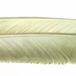 Nature's Spirit Turkey Biot Quills - Funky Fly Tying -Fly Tying Materials Sales Natures Spirit Turkey Biot Quills Grey Olive 1