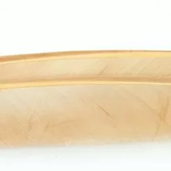 Nature's Spirit Turkey Biot Quills - Funky Fly Tying -Fly Tying Materials Sales Natures Spirit Turkey Biot Quills Hendrickson 1