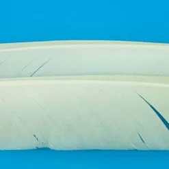 Nature's Spirit Turkey Biot Quills - Funky Fly Tying -Fly Tying Materials Sales Natures Spirit Turkey Biot Quills Light Cahill 1